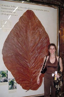 A maior folha encontrada na Amazônia · The biggest leaf ever found in the Amazon